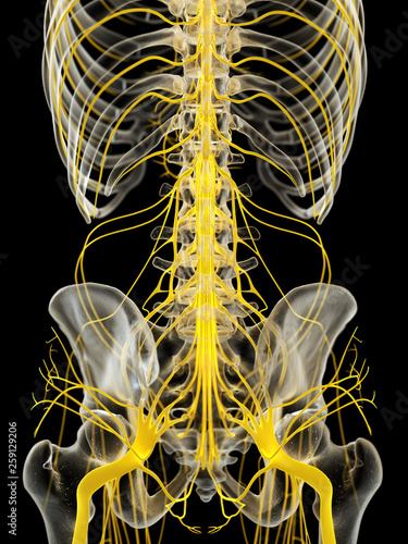 3d rendered medically accurate illustration of the spinal cord