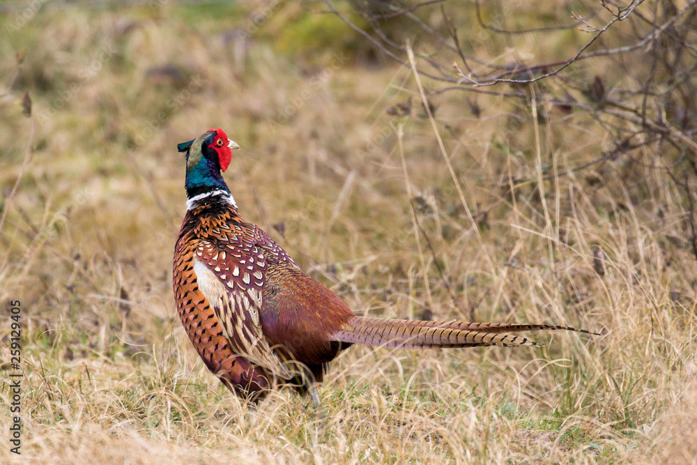 Fototapeta premium Ein Fasan in der Seitenansicht in den Dünen