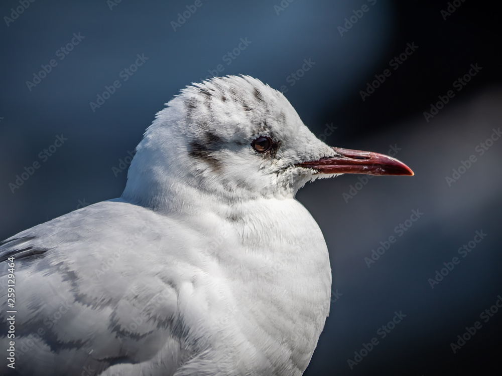 A young black-tailed gull in Yamashita Park 2