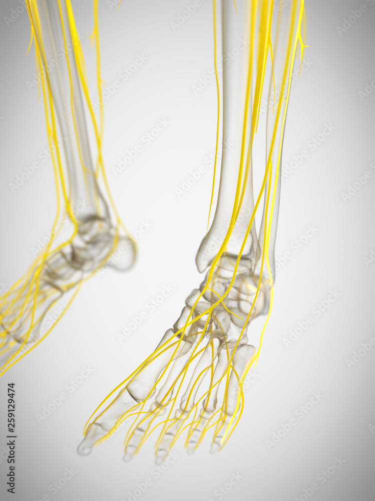 3d illustration of the nerves of the foot 3d illustration of the nerves of the foot