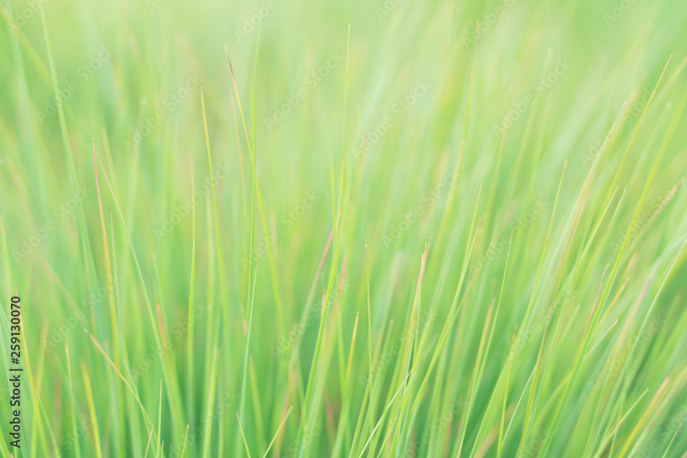 Green Ornamental Grass