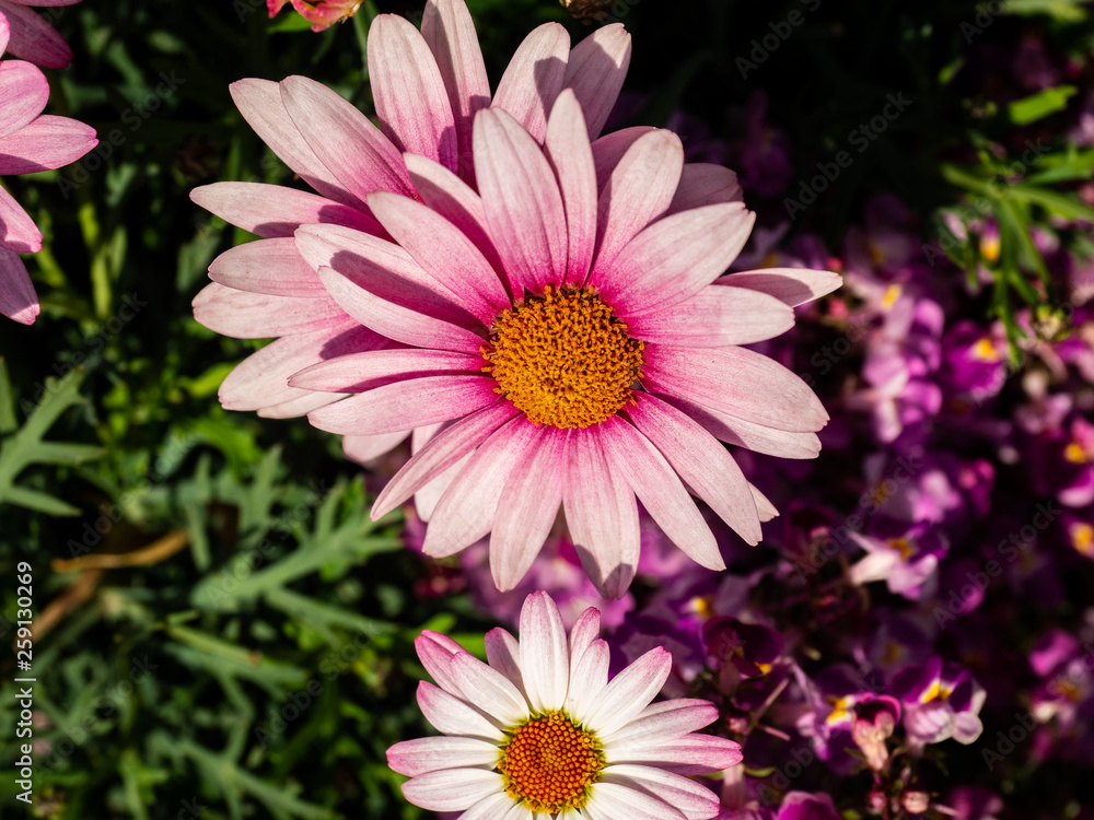 Obraz premium pink anemone in bloom in a park in Yokohama