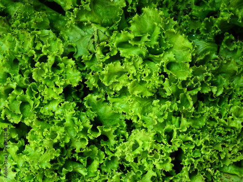 green fresh lettuce closeup