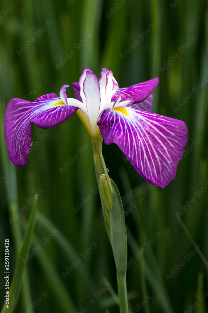 花菖蒲園 花菖蒲園
