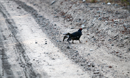 Black grouse on the forest road photo