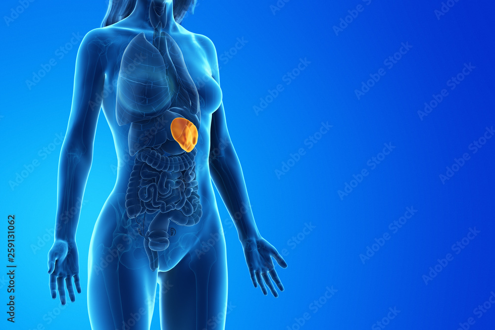 3d rendered medically accurate illustration of a womans spleen - obrazy, fototapety, plakaty 
