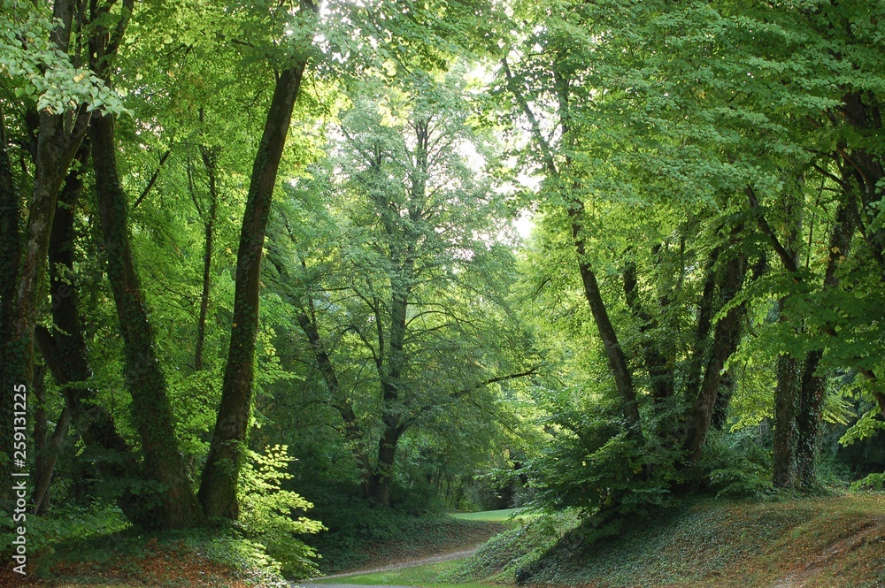 Fototapeta premium forêt de Verdun prise en 2013 la nature à repris ses droits