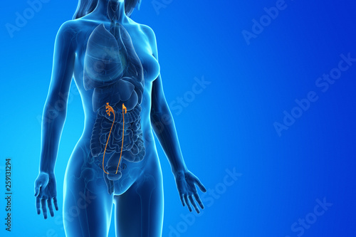 3d rendered medically accurate illustration of a womans ureter photo
