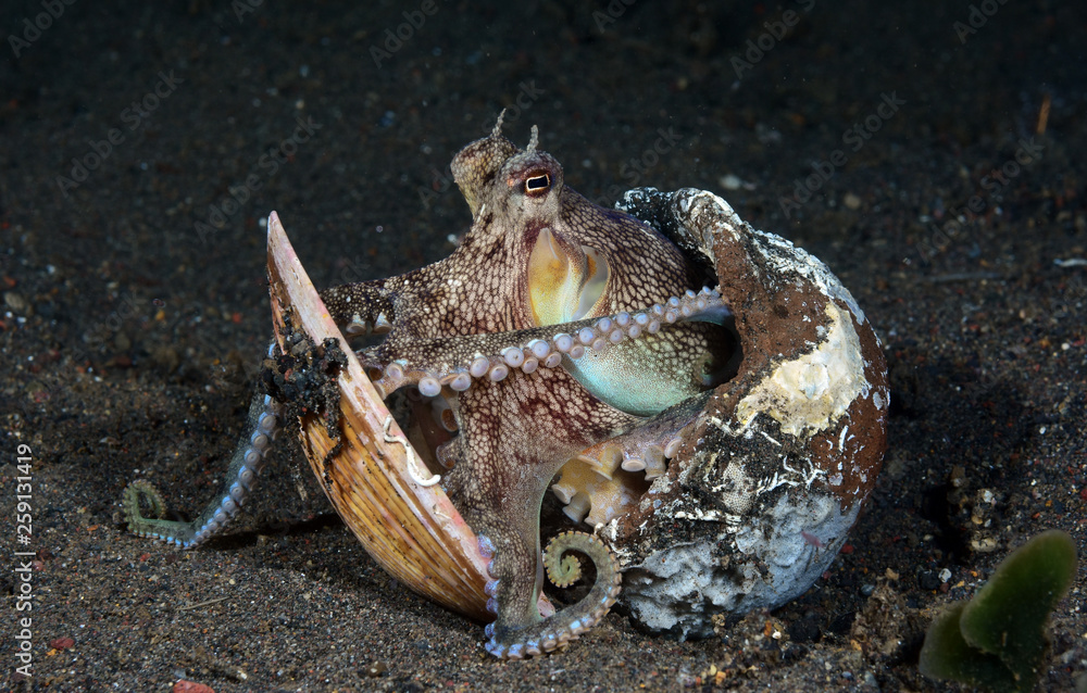 Obraz premium Incredible Underwater World - Coconut octopus - Amphioctopus marginatus. Diving and underwater photography. Tulamben, Bali, Indonesia.