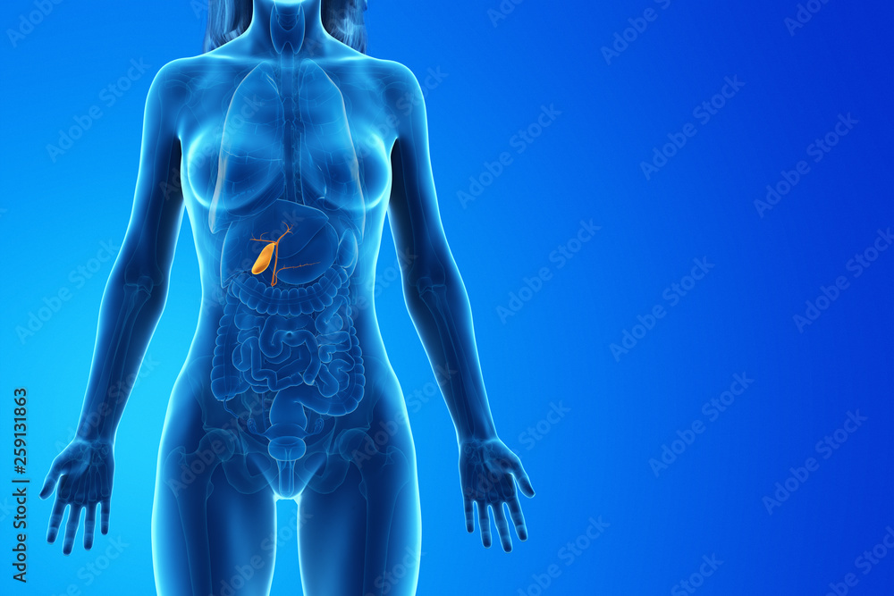3d rendered medically accurate illustration of a womans gallbladder 3d rendered medically accurate illustration of a womans gallbladder