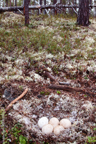 Forest-breeding bean goose nest photo