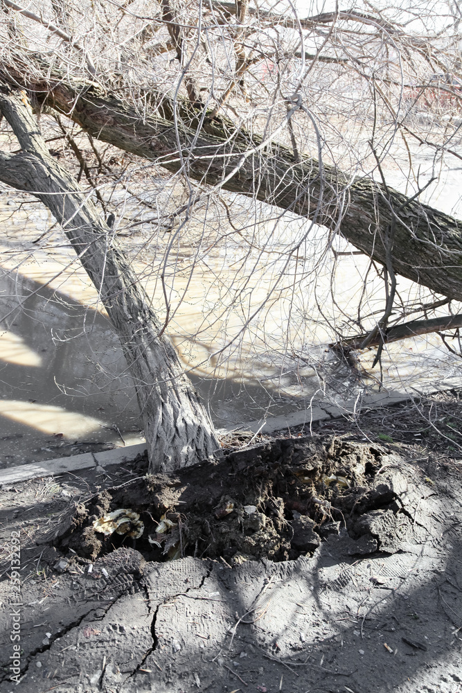 The tree pulled out with roots from the earth after strong wind The tree pulled out with roots from the earth after strong wind