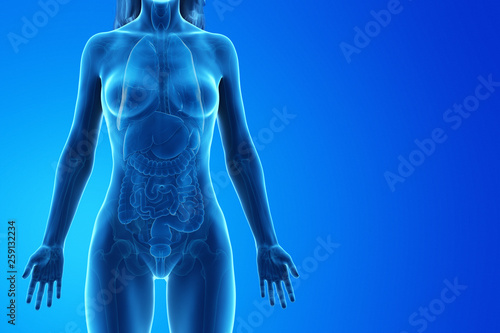 3d rendered medically accurate illustration of a womans internal organs