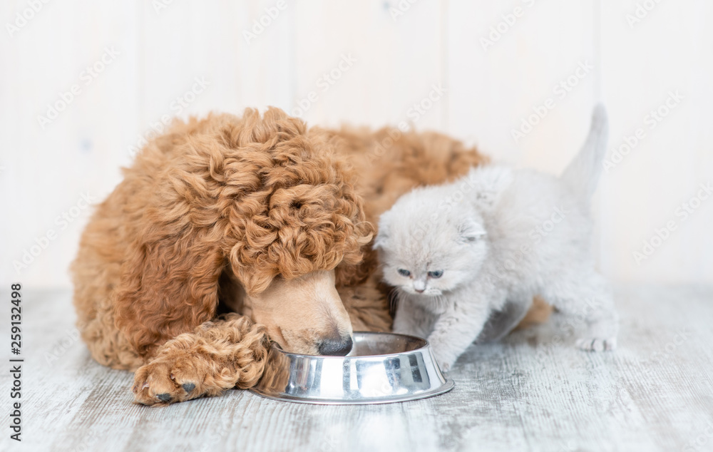 Poodle puppy and kitten eat together from one bowl at home Poodle puppy and kitten eat together from one bowl at home
