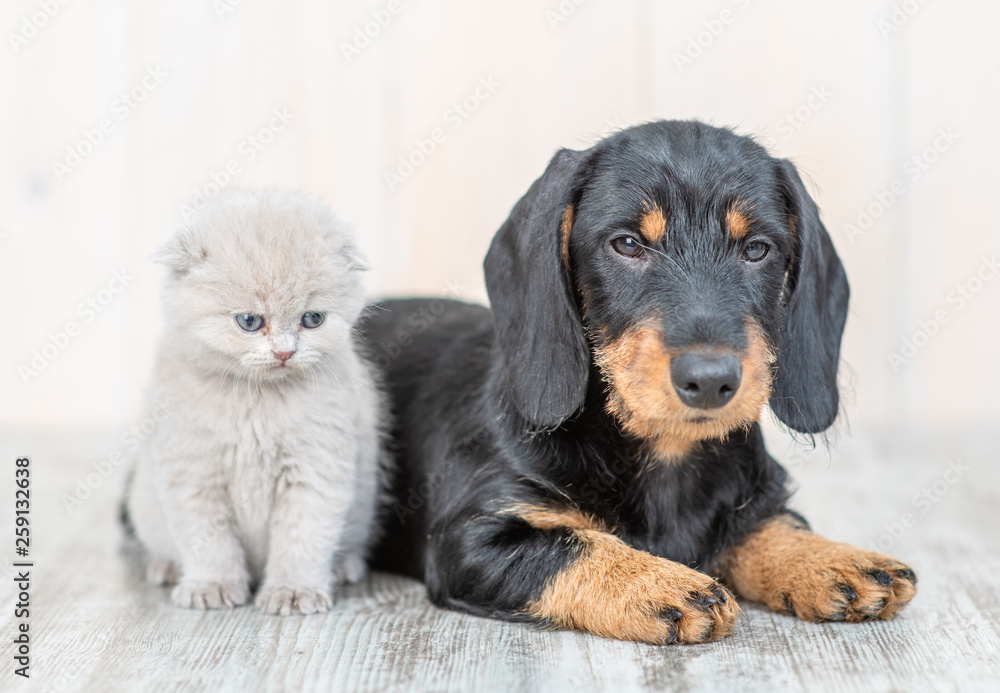 Baby kitten with dachshund puppy on the floor at home Baby kitten with dachshund puppy on the floor at home