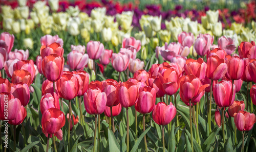チューリップの花