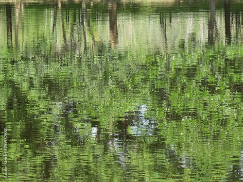 green tree water reflection in nature