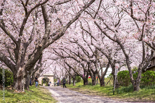 桜のアーチ 春イメージ