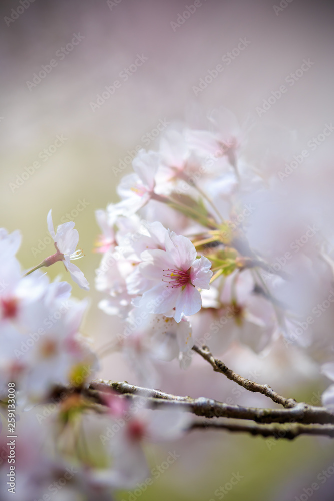 Naklejka premium 桜の花