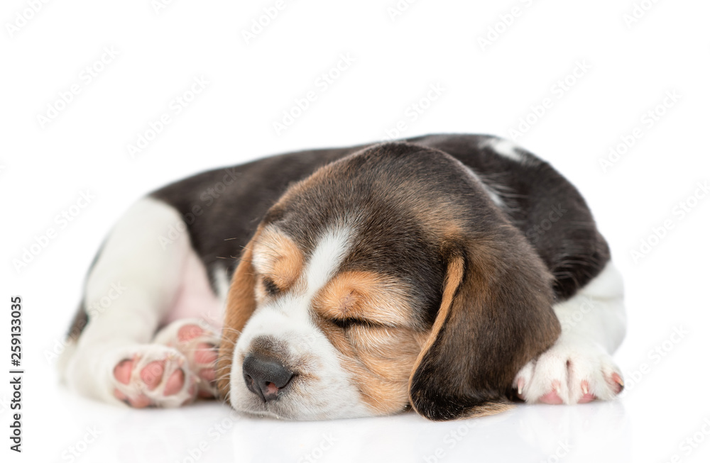 Beagle puppy sleeping curled up.  isolated on white background
