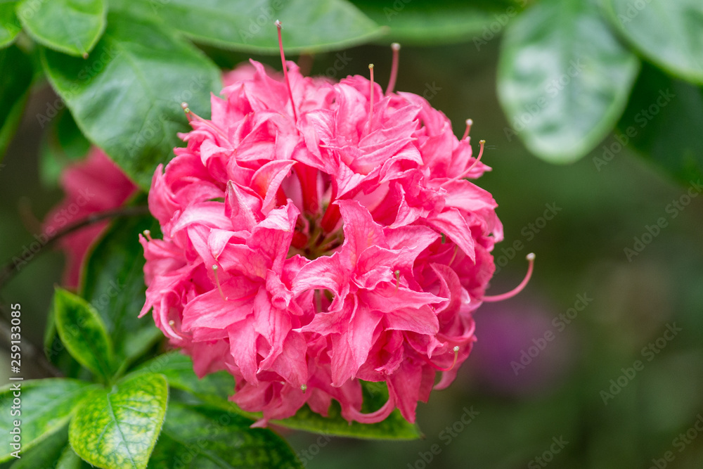 Obraz premium pink peony blossom with green leaves
