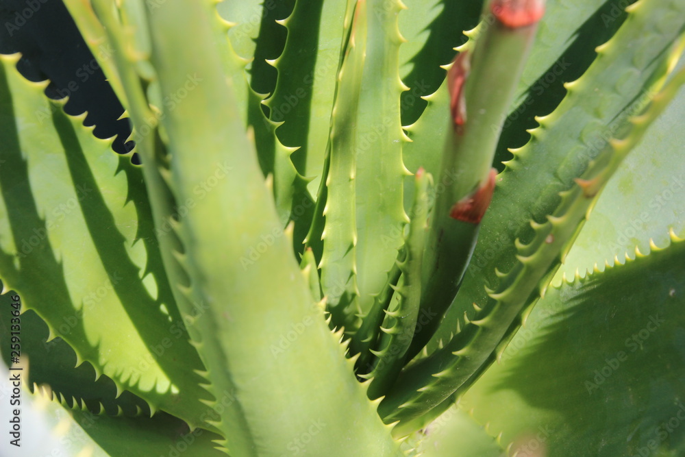 Naklejka premium Pianta grassa