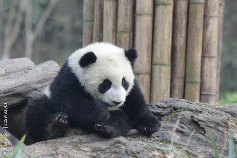 Little Baby Panda Cub on the Playground, China Little Baby Panda Cub on the Playground, China