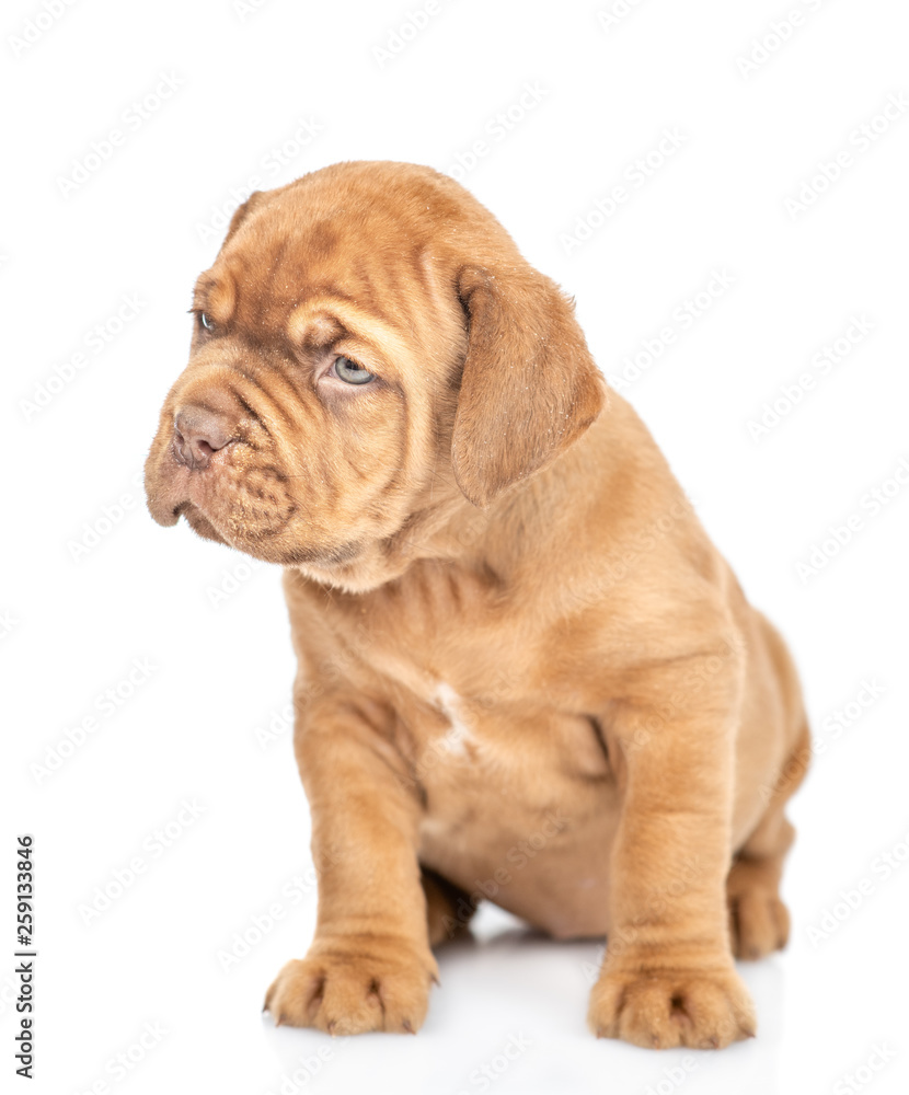 Mastiff puppy sitting and looking away. isolated on white background