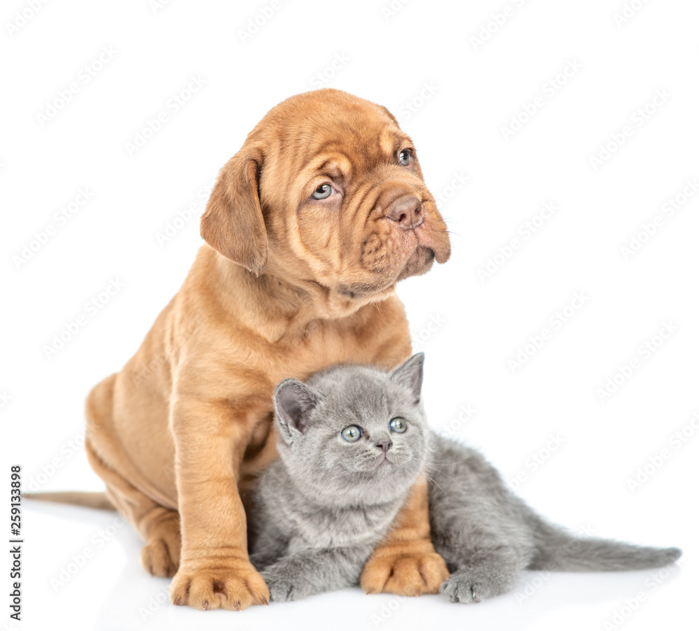 Mastiff puppy embracing kitten and looking away. isolated on white background