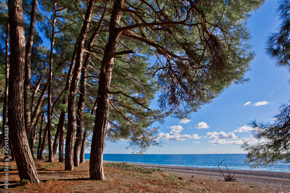 Pine grove (forest) on the shore of the blue sea on a summer evening. Pitsundskaya grove relic pine. Tourism i in Abkhazia.