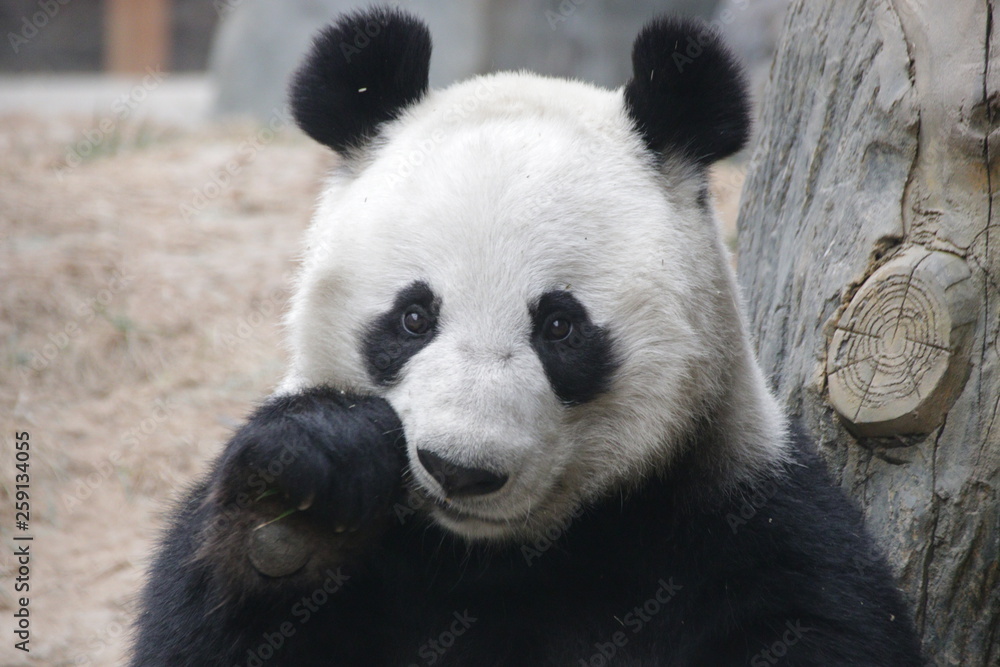 Obraz premium Sweet face of Female Panda, China