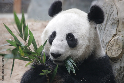 Fototapeta Naklejka Na Ścianę i Meble -  Close up panda Fluffy face, China