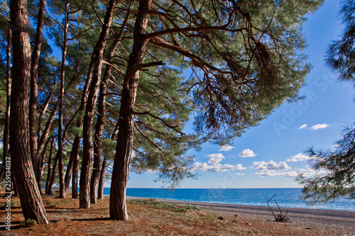 Pine grove (forest) on the shore of the blue sea on a summer evening. Pitsundskaya grove relic pine. Tourism i in Abkhazia. photo