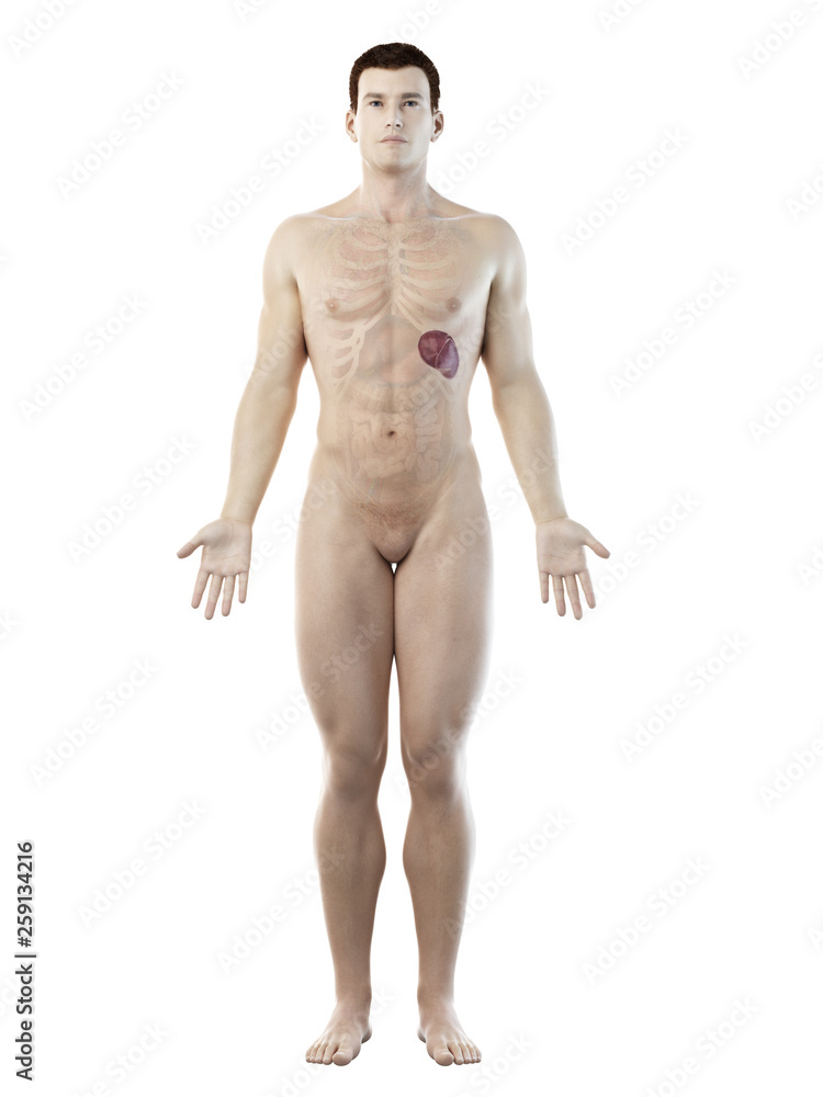 3d rendered medically accurate illustration of a mans spleen 3d rendered medically accurate illustration of a mans spleen