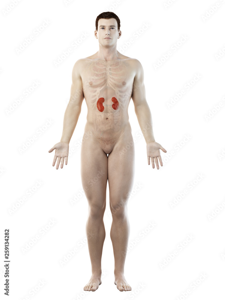 Fototapeta premium 3d rendered medically accurate illustration of a mans kidneys