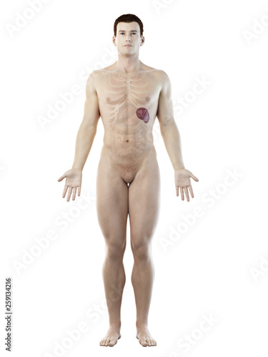 3d rendered medically accurate illustration of a mans spleen