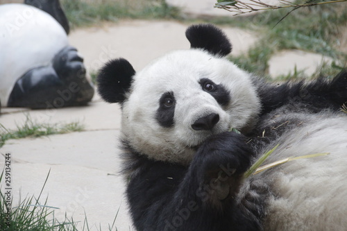 Female Giant Panda Name  Wen Hui   China