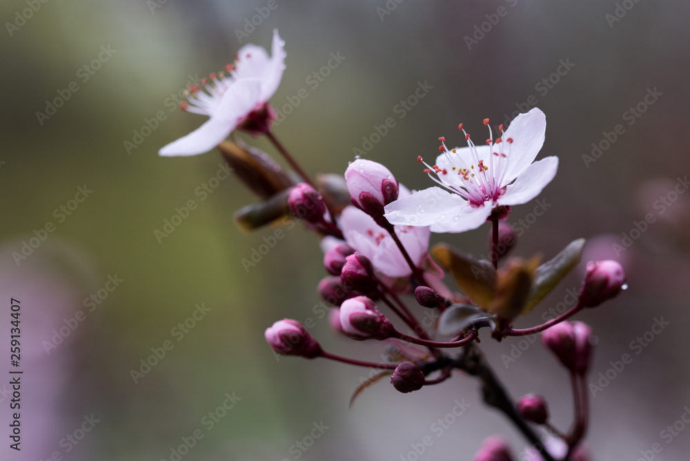 Obraz premium wet cherry plum blossom and buds