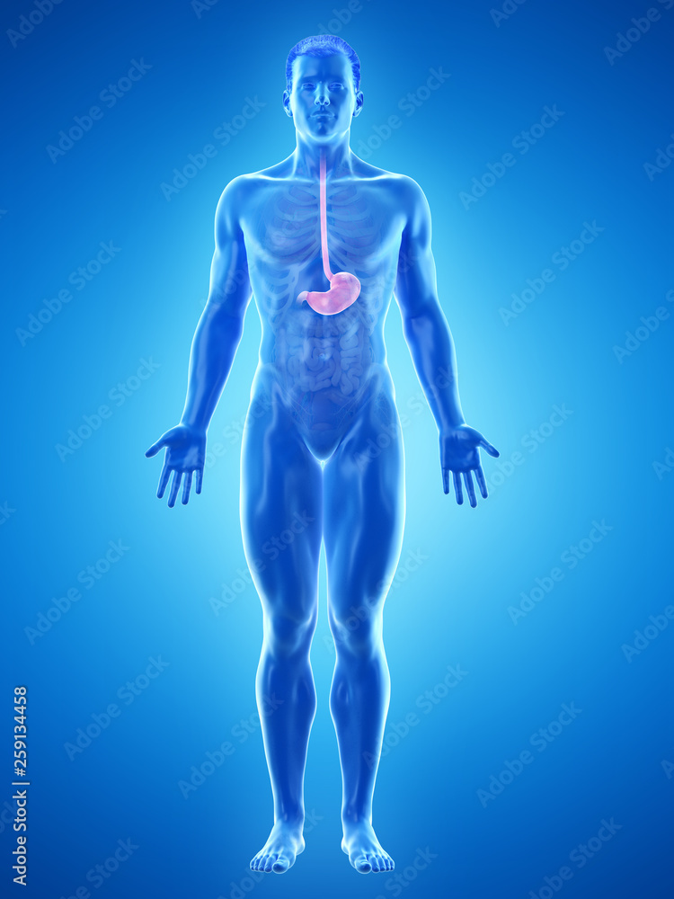 3d rendered medically accurate illustration of a mans stomach 3d rendered medically accurate illustration of a mans stomach