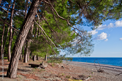 Beach. Pine grove (forest) on the shore of the blue sea on a summer evening. Pitsundskaya grove relic pine. Tourism i in Abkhazia.