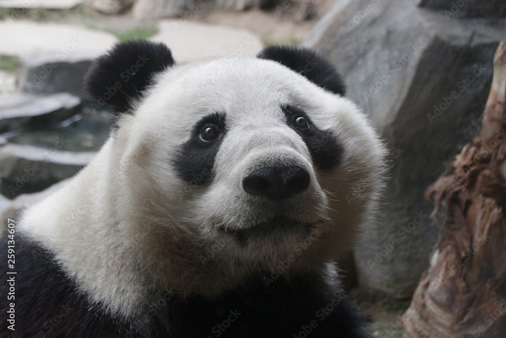 Fototapeta premium Close up Giant Panda Fluffy Face, China