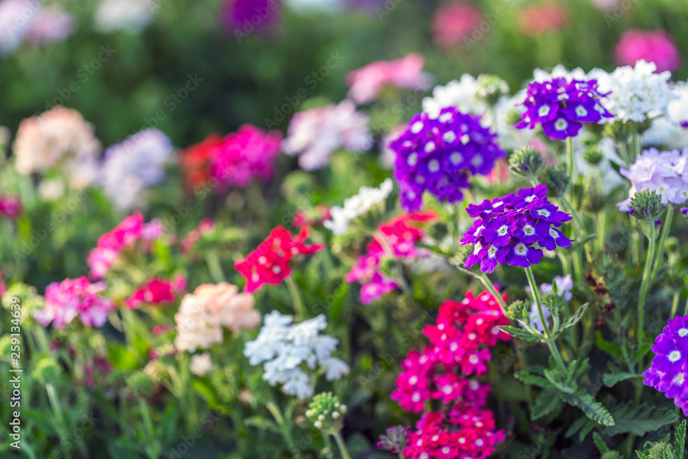 fully bloom seasonal flowers in field fully bloom seasonal flowers in field