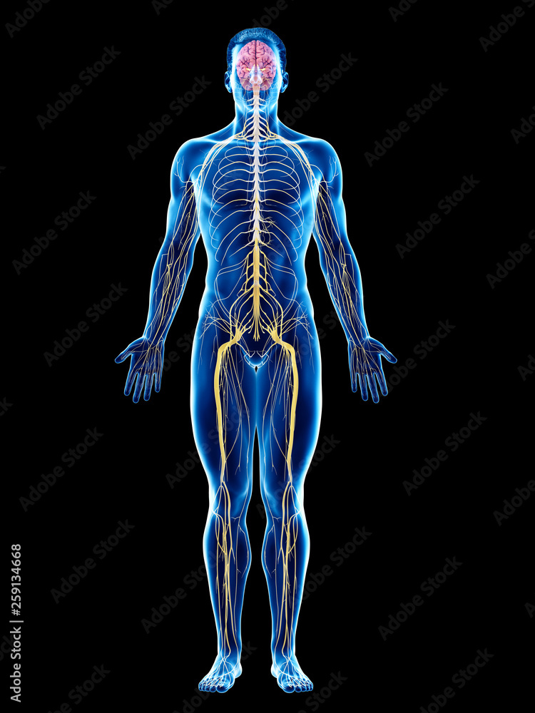 3d rendered medically accurate illustration of a mans nervous system - obrazy, fototapety, plakaty 
