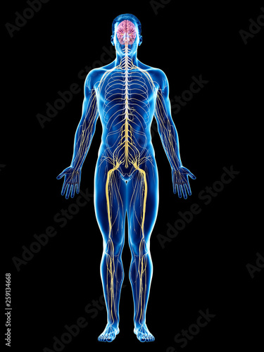 3d rendered medically accurate illustration of a mans nervous system