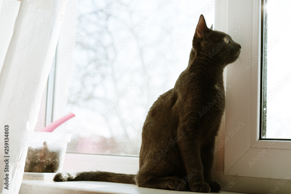 Naklejka premium portrait of a gray cat that looks out the window