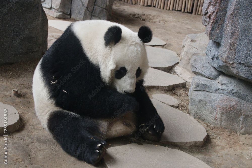 Obraz premium Giant Panda in China