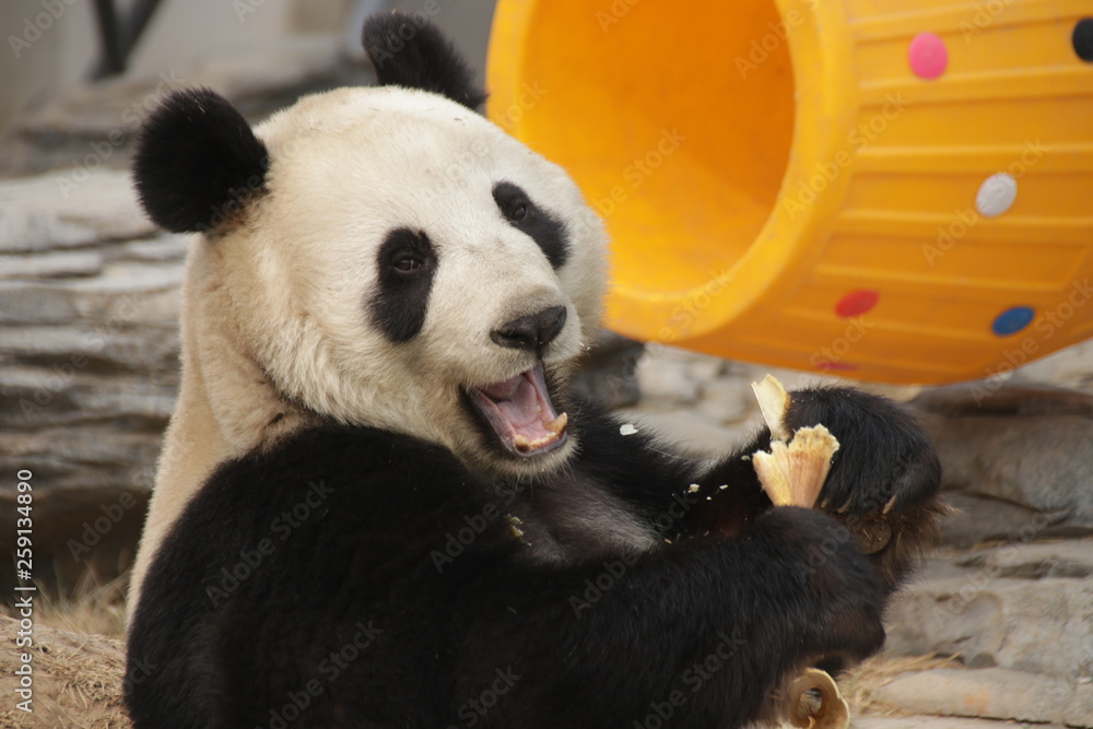 Fototapeta premium Happy Panda eating Bamboo Shoot, China