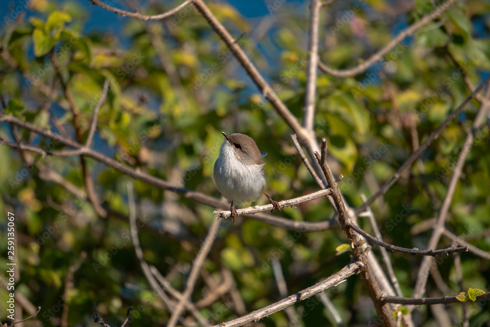 Fototapeta premium small bird on a branch