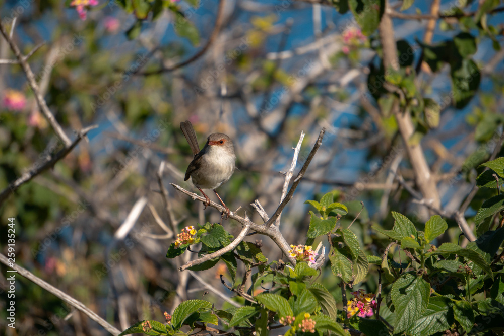 Obraz premium small bird on a branch