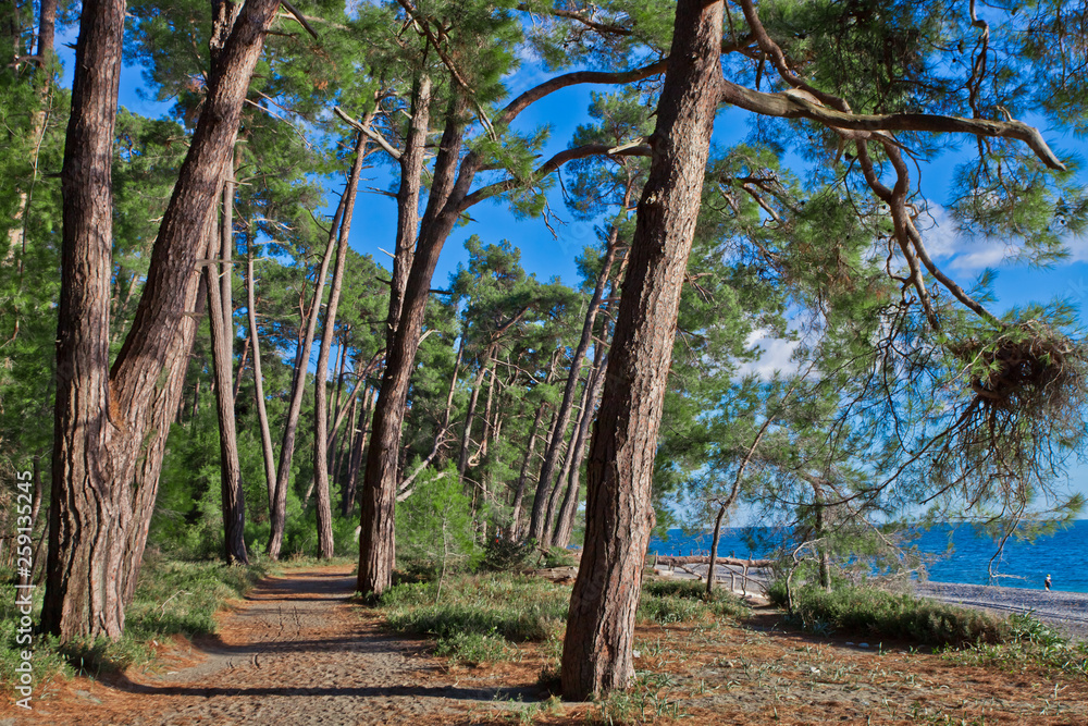 Pine grove (forest) on the shore of the blue sea on a summer evening. Pitsundskaya grove relic pine. Tourism i in Abkhazia.